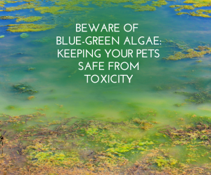 Beware of Blue-Green Algae Keeping Your Pets Safe from Toxicity