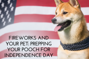 Fireworks and Your Pet: Prepping Your Pooch for Independence Day