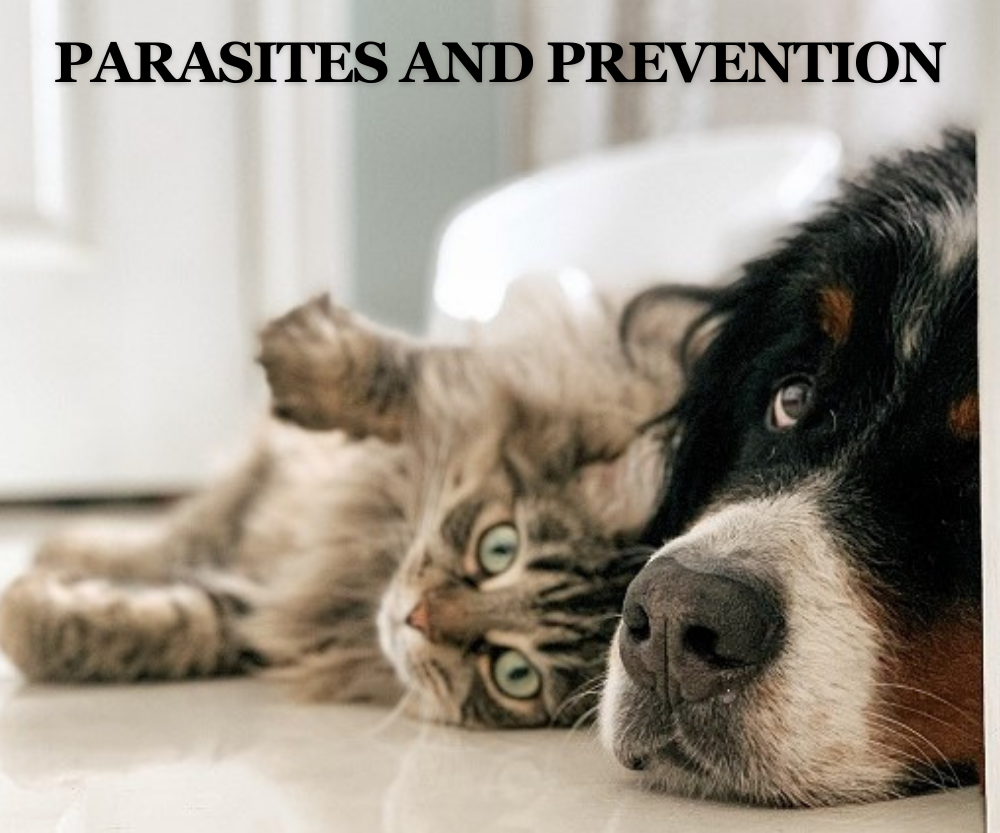 Parasites and Prevention